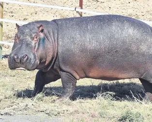 Berlin’de doğdu İzmirli oldu