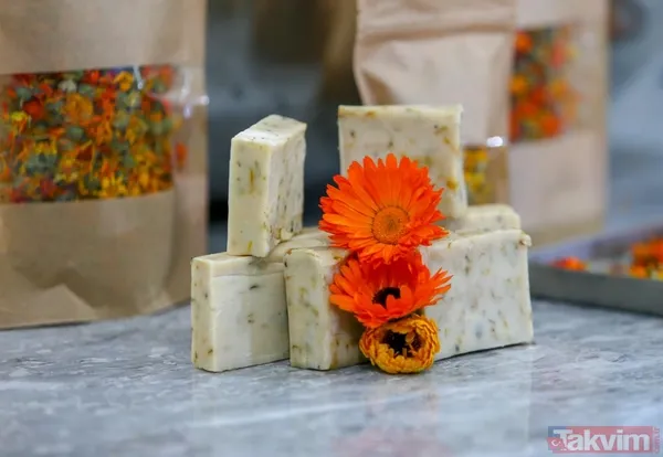 Yara izi, kırışıklık ve sivilce düşmanı! Ankara'da yetişen mucize bitki - 6