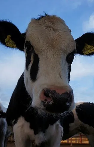 Sütbank'ta 120 milyon buhar oldu! Emekli ikramiyesini bile yatıran var