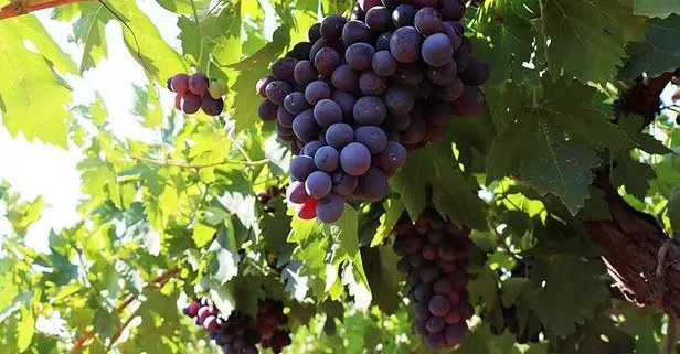 Kansızlığın çözümü: Üzüm