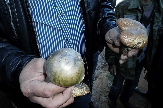 Ordu'da mantardan zehirlenen 6 kişi hastanelik oldu