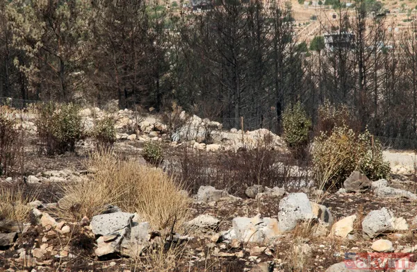 Türkiye'nin en kalitelisi! 5 milyon lira gelir elde edilen defne alanı orman yangınlarında yok oldu - 7