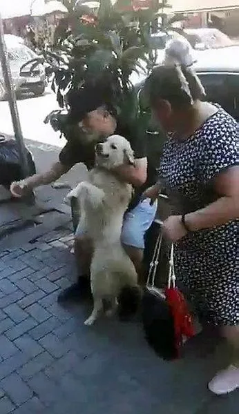 Kayıp köpek sahibini karşısında görünce duygusal anlar yaşandı