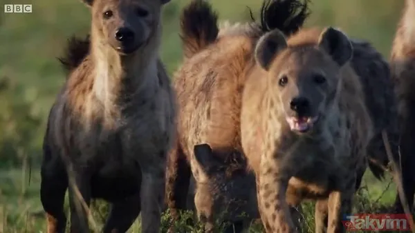 Cesur aslan onlarca sırtlanın arasında girdi! Vahşi doğada şoke eden kare! Sonrasında ise kaçınılmaz ölüm - 19