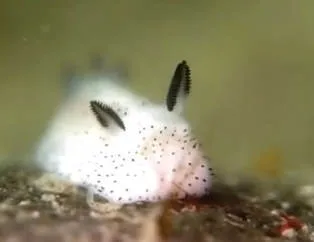 Japon deniz salyangozu