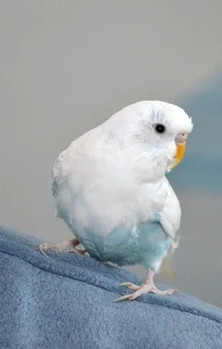 Tekbir getiren muhabbet kuşu