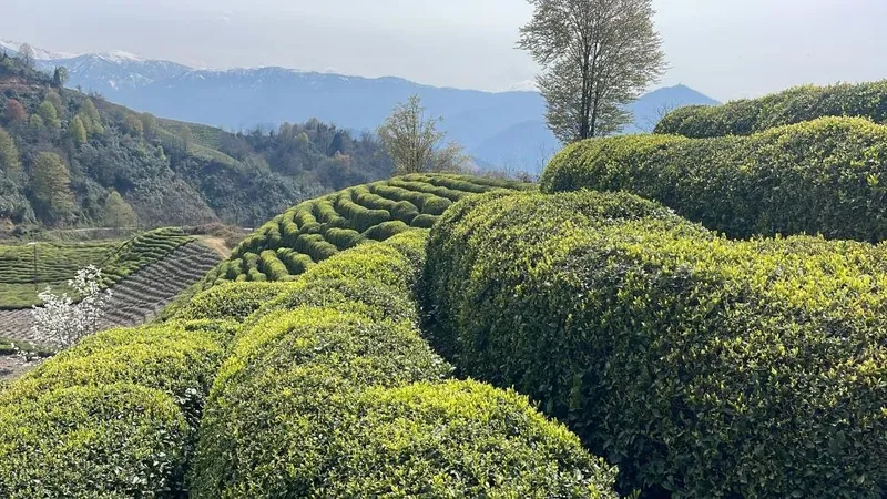 Rize'de çay bahçesinde erkek cesedi bulundu: "Ben 40 yaşındayım köyümde ilk kez böyle bir şeyle karşılaştım"-2