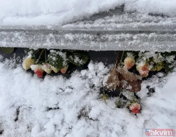 Samsun'da Kar Altında Yetişiyor! Bu Hasada Talep Yağıyor - 4