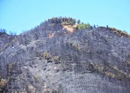 Marmariste yanan ormanlık alan denizden görüntülendi! En kısa sürede ağaçlandırılacak