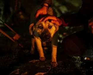 Ankaradaki köpek katliamında yeni gelişme