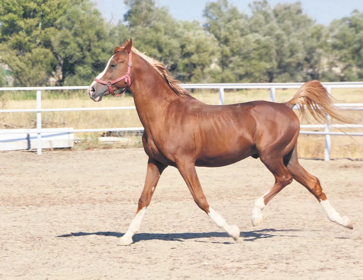 Şampiyon taylar Katar’da