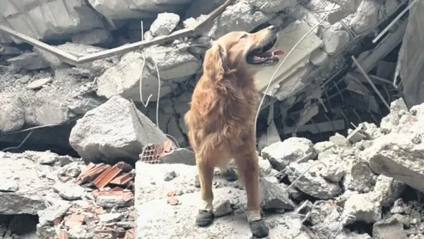 1676594428185.jpeg Süper köpekler 1322 kişinin enkazdan çıkartılmasını sağladı-3