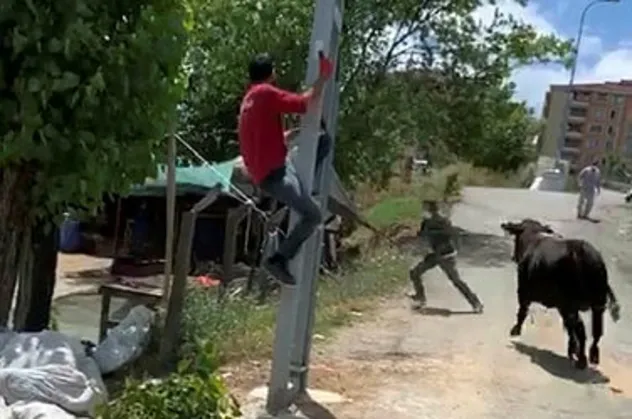 Pendik'ten Sultanbeyli'ye tosun 'Paşa'nın peşinde koşturdular