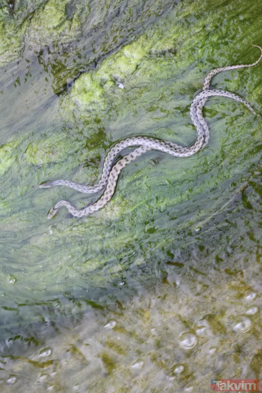 Konya Beyşehir'de vatandaşlar film izler gibi tatlı su yılanlarının akıntıya karşı mücadelelerini izliyor - 13