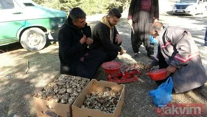 Adana’nın Feke ve Kozan ilçelerinde sedir mantarı arıyorlar! Sedir mantarının kilosu ne kadar?