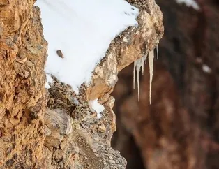 Bu fotoğraflarda bir gariplik var! Görenler bir türlü ayırt edemiyor