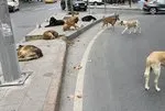 AK Partili isim yanıt verdi! Hangi sokak köpekleri uyutulacak? Önlemler neler?