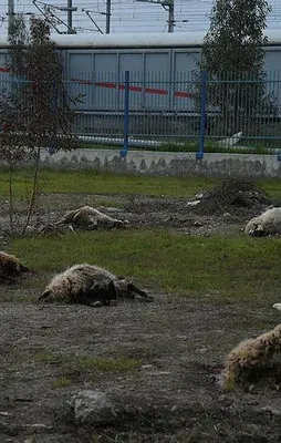 İki dakikada 31 hayvan telef oldu!