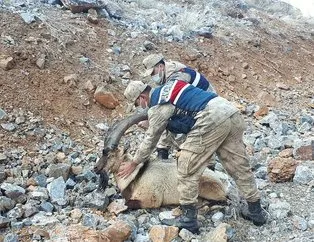 Yaralı dağ keçisini jandarma kurtardı